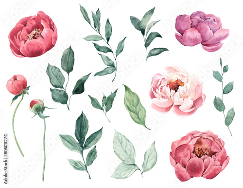 Watercolor Illustration Elements  peonies and leaves