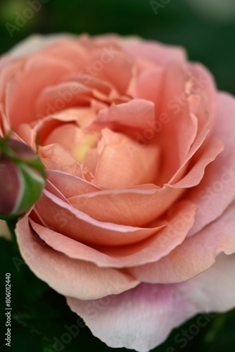 バラのつぼみと開花