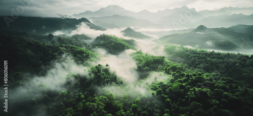 A lush green forest with foggy mountains in the background