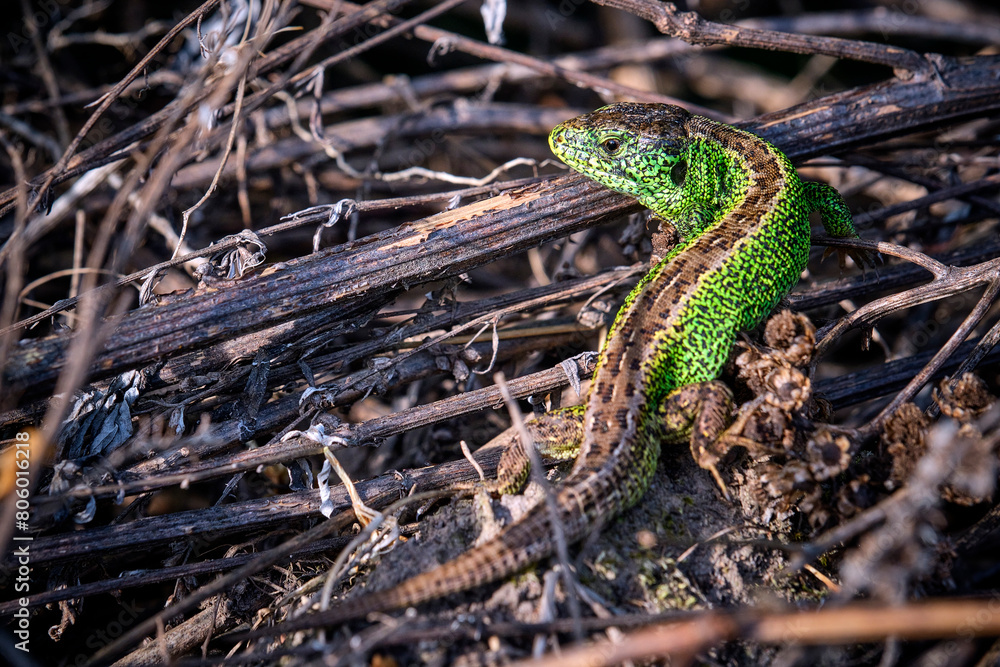 Zauneidechse ( Lacerta agilis ). Zauneidechse ( Lacerta agilis ).
