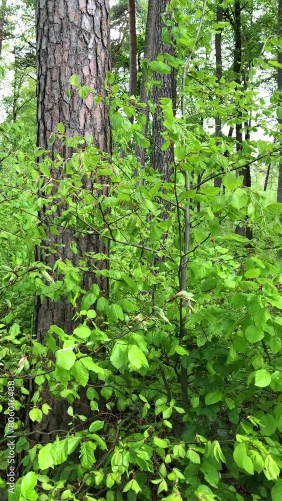 Idyllic forestscape, trees with green lush foliage and leaves in a forest, tree trunks and branches, natural wilderness, vertical video
Idyllic forestscape, trees with green lush foliage and leaves in a forest, tree trunks and branches, natural wilderness, vertical video