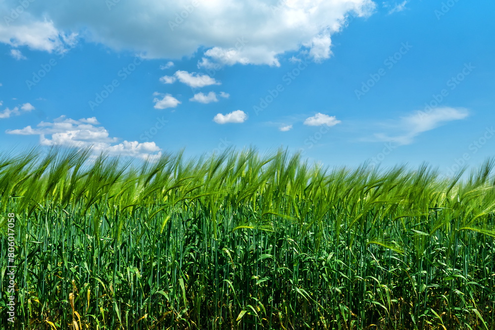 Wheat field in the steppe. The time of milk-wax ripeness and early ripening of grain