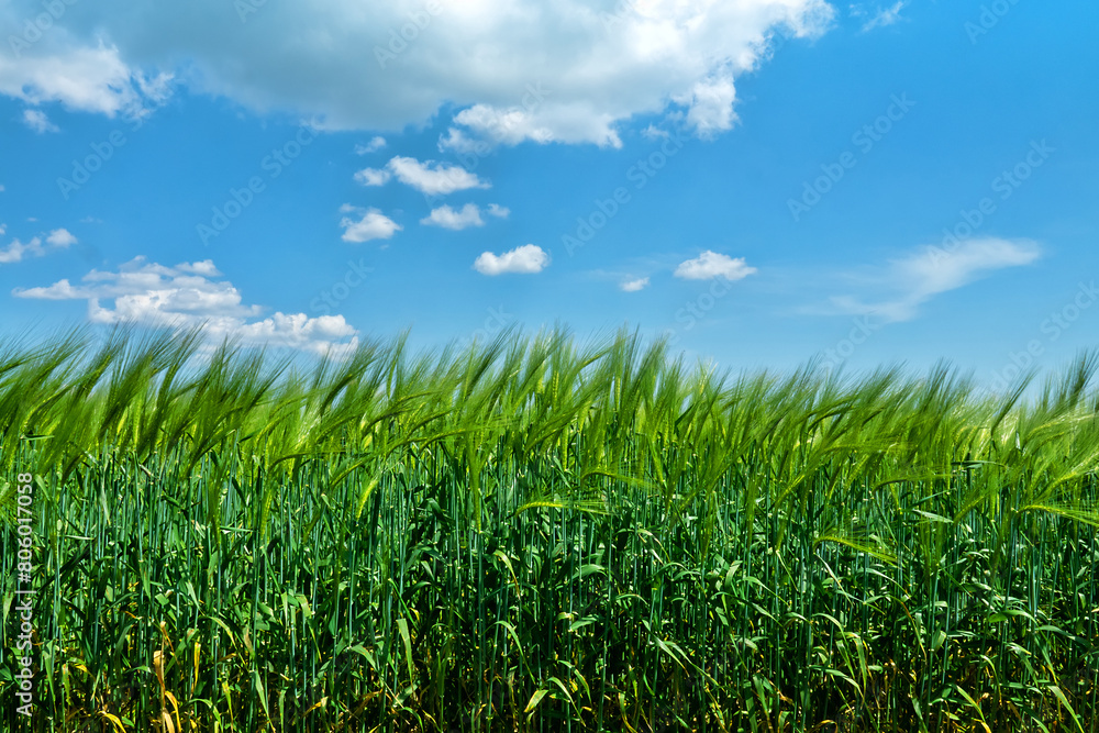 Wheat field in the steppe. The time of milk-wax ripeness and early ripening of grain Wheat field in the steppe. The time of milk-wax ripeness and early ripening of grain