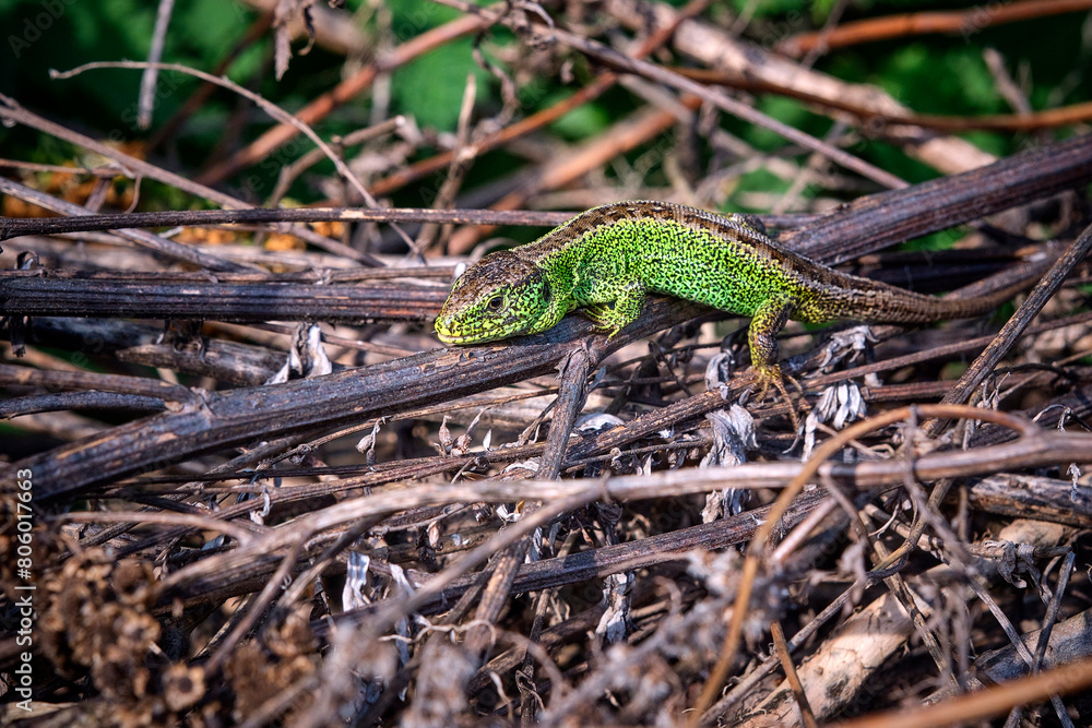 Zauneidechse ( Lacerta agilis ). Zauneidechse ( Lacerta agilis ).