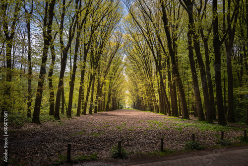Walking in the forest via the so-called Pieterpad in the spring with the budding fresh green leaves of the beech trees, province of Gelderland, the Netherlands