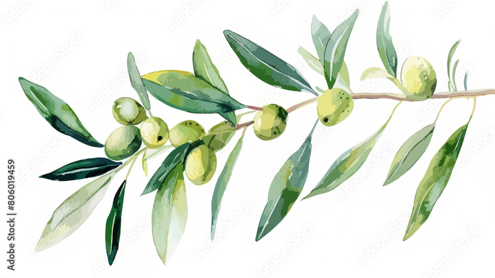 Oliven Ast Zweig Olivenbaum Natur Olive Wasserfarben