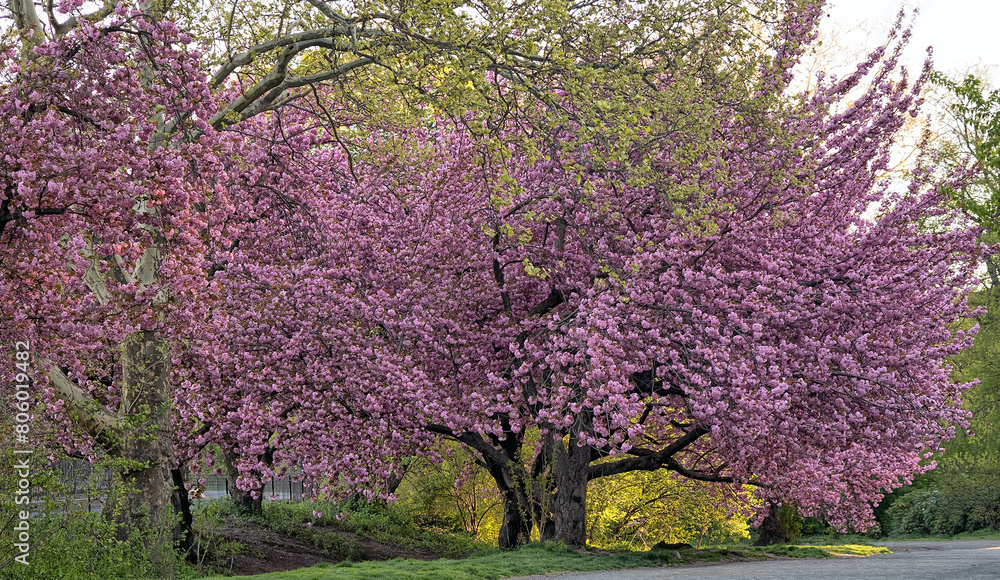 Central Park in spring