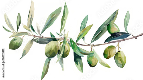 Frische Oliven Zweig Olive Ast Mediterran Olivenbaum Watercolor Vektor photo
