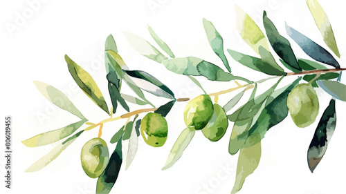 Oliven Zweig Olive Olivenbaum Ast Wasserfarben Vektor