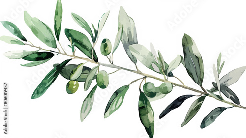Frische Oliven Ast Zweig Olive Olivenbaum Isoliert Wasserfarben Vektor photo