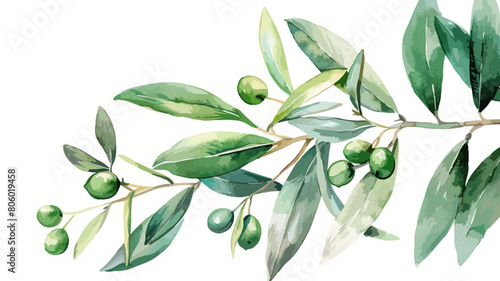 Oliven Ast Zweig Olive Olivenbaum Bio Wasserfarben Vektor
