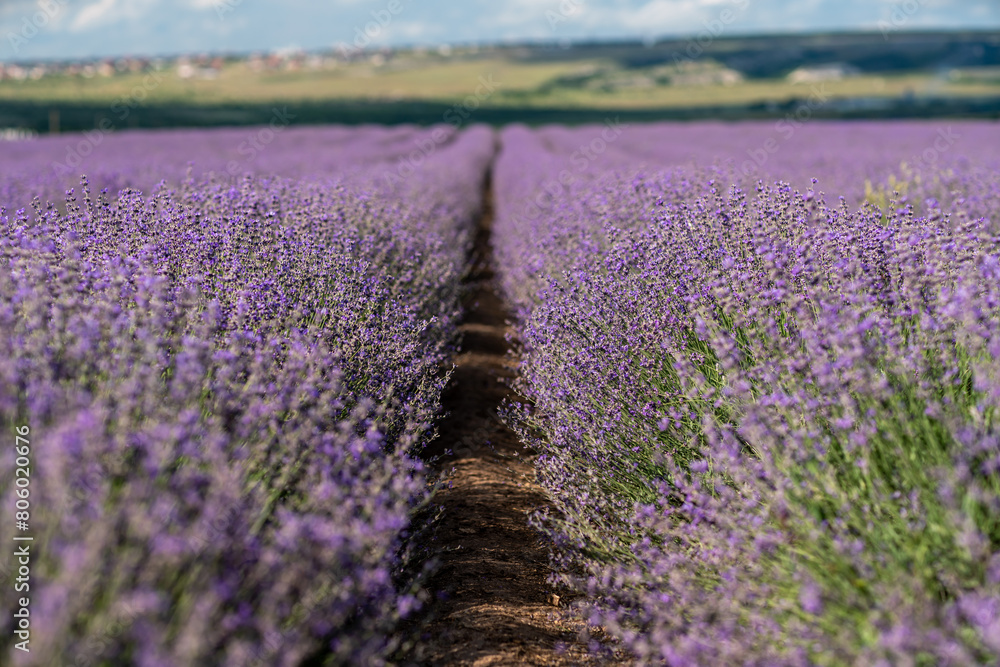 Blooming lavender in a field in Provence. Fantastic summer mood, floral sunset landscape of meadow lavender flowers. Peaceful bright and relaxing nature scenery.