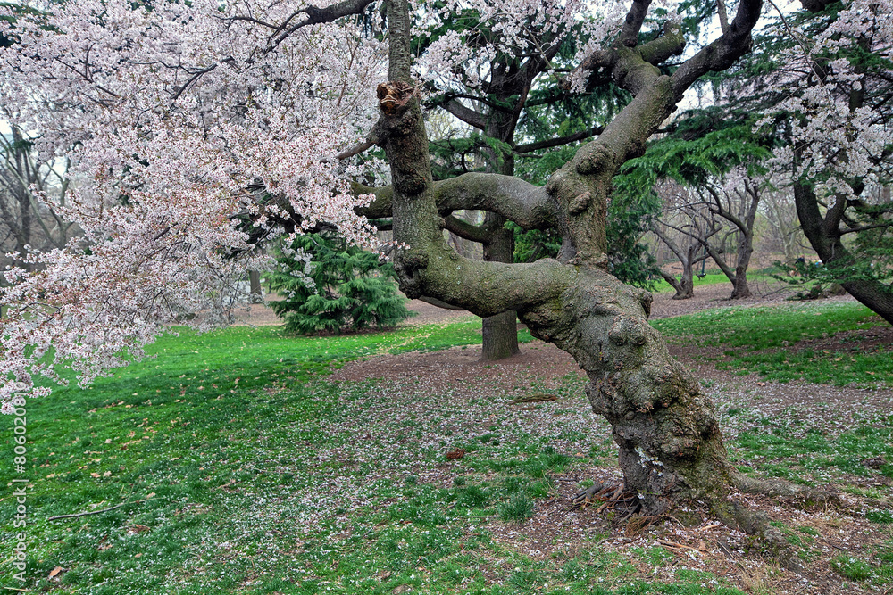 Central Park in spring Central Park in spring