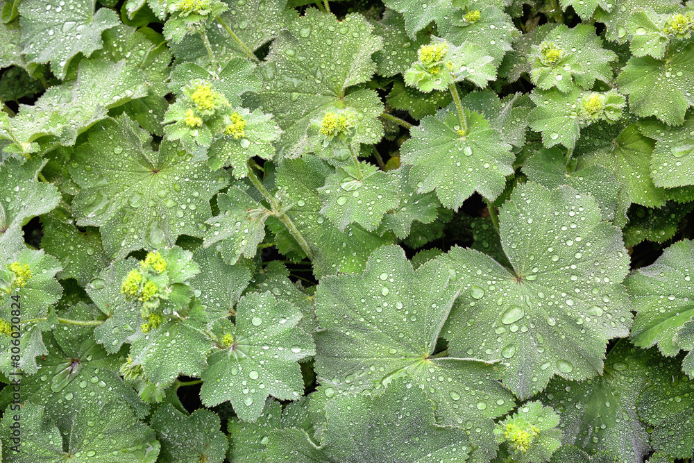 Fotografie Water drops on leaves after rain