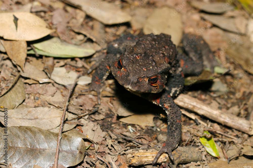 Naklejka premium 森の枯葉上を移動するニホンヒキガエル(雌・自然光+ストロボ、マクロ接写撮影)