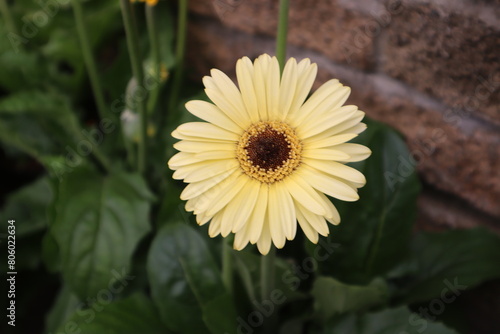 Photos Yellow Barberton Daisy