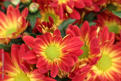 Red yellow double chrysanthemum