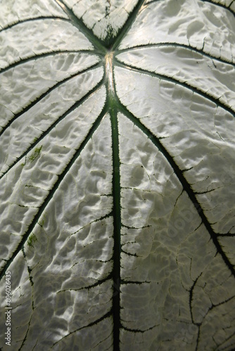 Caladium, Blatt, Nahaufnahme, organische Struktur photo