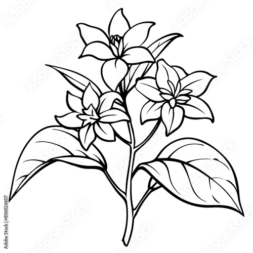 Jasmine flower outline illustration coloring book page design, Jasmine flower black and white line art drawing coloring book pages for children and adults
