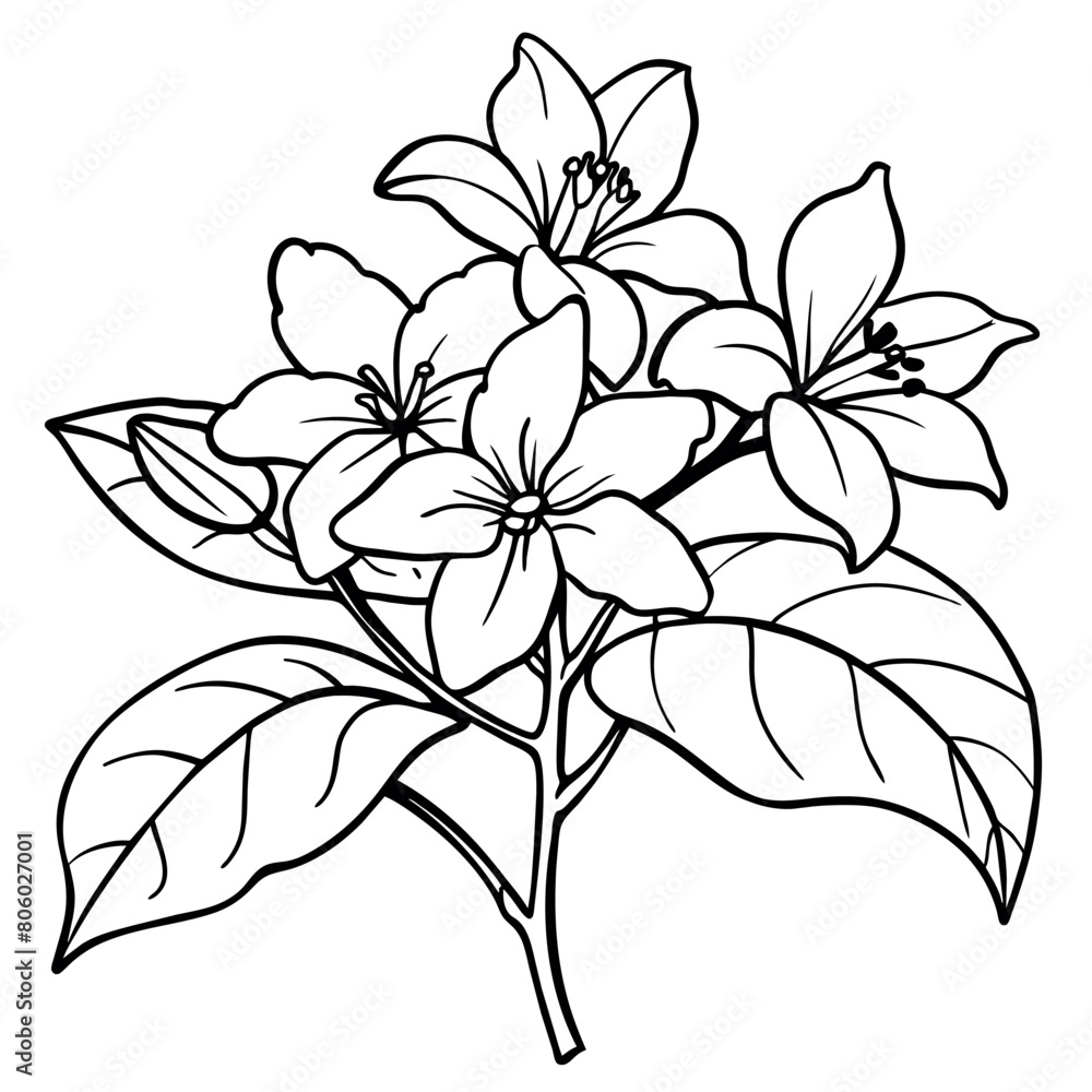 Obraz premium Jasmine flower outline illustration coloring book page design, Jasmine flower black and white line art drawing coloring book pages for children and adults 