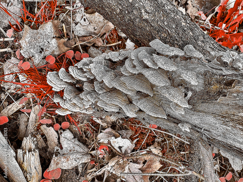 An effect of mushrooms on a branch.
