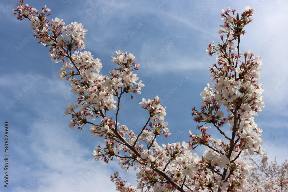 Japan, Cherry Blossom, Kirschblüten, Frühling, Weiss, Rosa Japan, Cherry Blossom, Kirschblüten, Frühling, Weiss, Rosa