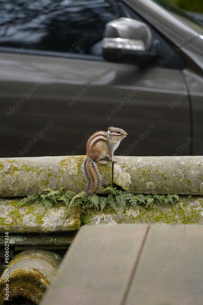 Obraz premium 선암사