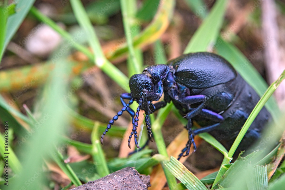 Fototapeta premium Schwarzblauer Ölkäfer ( Meloe proscarabaeus ).