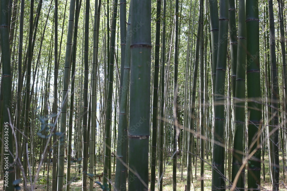 Japan, Bambus, Wald, Holz, Landschaft Japan, Bambus, Wald, Holz, Landschaft