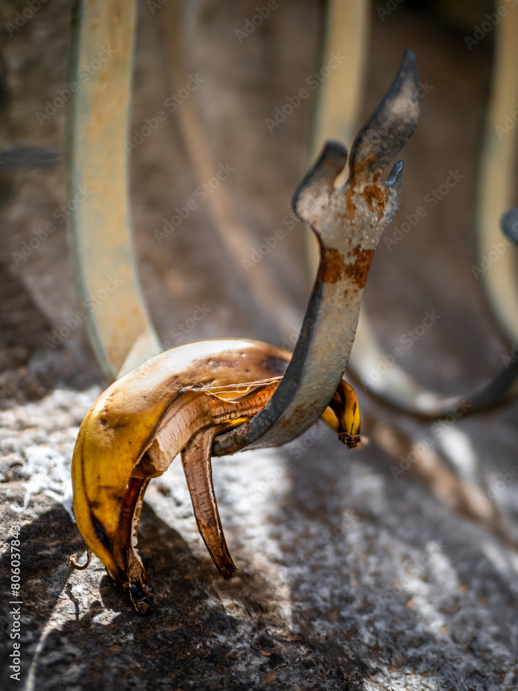Naklejka premium Decaying banana peel suspended from a weathered fence, serving as a symbol of waste and neglect in an outdoor environment, urging reflection on responsible consumption and environmental stewardship.