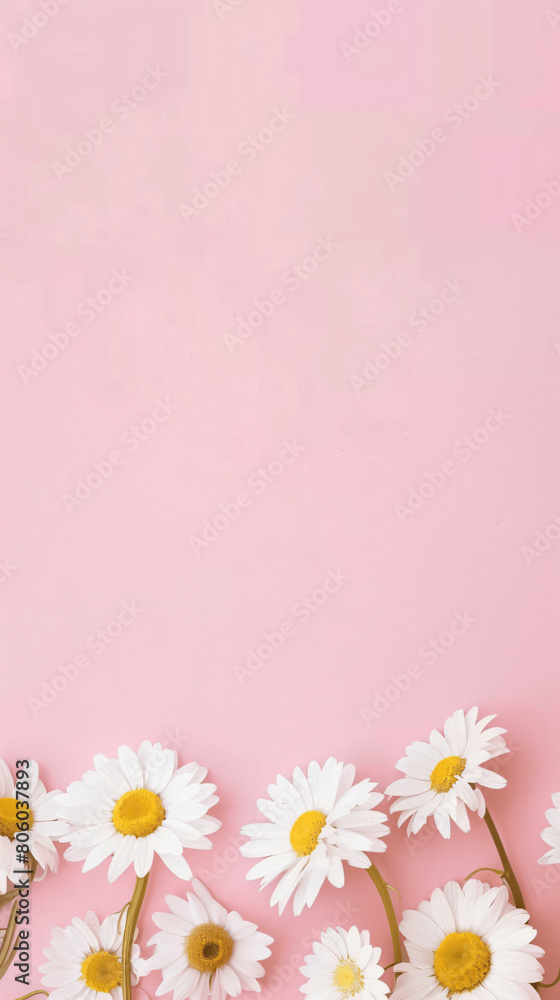 Daisies on Soft Pink Background Daisies on Soft Pink Background