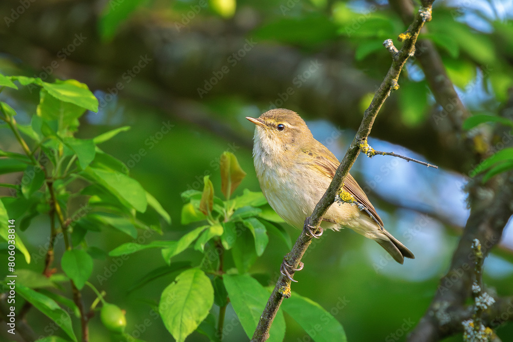male common chiffchaff in natural habitat male common chiffchaff in natural habitat