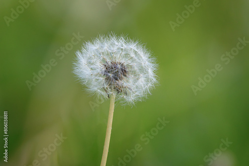 focus stack image of a dandelion