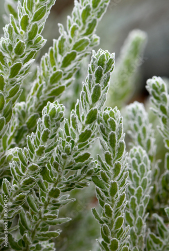 Soft velvety hairy foliage of the Australian native Dense Felted Eremophila, Eremophila subfloccosa, family Scrophulariaceae. Endemic to Western Australia and South Australia