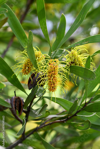 Yellow green flowers of the vulnerable Australian native Three veined Hakea, Hakea trineura, family Proteaceae. Restricted distribution to soils on hills and ranges of serpentinite rock in Rockhampton