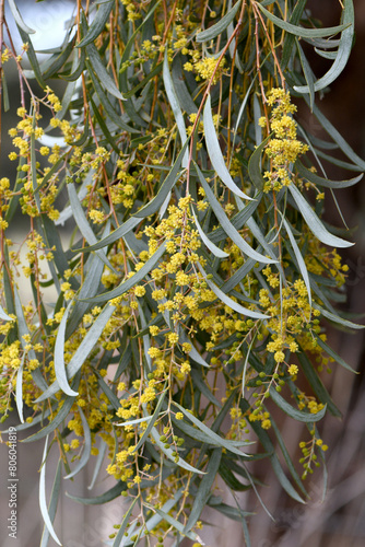 Yellow flowers and blue grey foliage of the Australian native Weeping Myall, Acacia pendula, family Fabaceae, growing in central west NSW. Endemic to alluvial soils of eastern Australia.