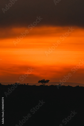 Fiery sunset silhouettes acacia in Masai Mara © _mishamartin