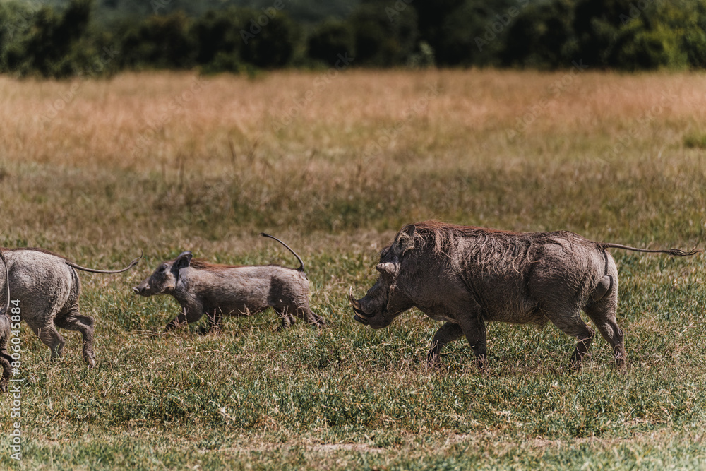 Fototapeta premium Warthogs grazing in lush Masai Mara grassland
