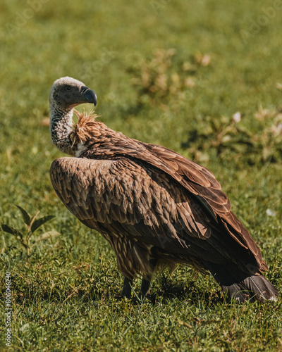 R  ppell s Griffon Vulture close-up  detailed plumage  Masai Mara