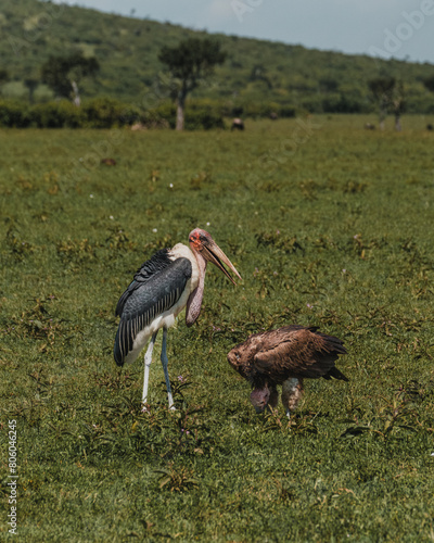 Marabou Stork in grass, striking profile, Masai Mara