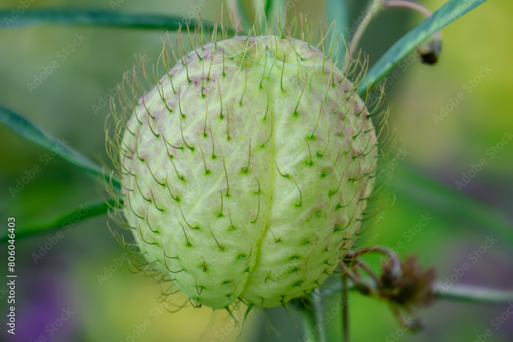 Captivating Balloon Cotton Bush Seed Pod in Natural Light Captivating Balloon Cotton Bush Seed Pod in Natural Light