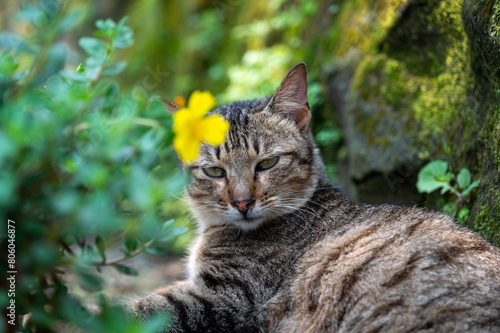 Wallpaper Mural Cat sit on road with green natural bokeh background in Houtong cat village, city, Taiwan. Torontodigital.ca