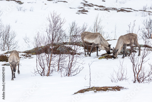 Lofoten