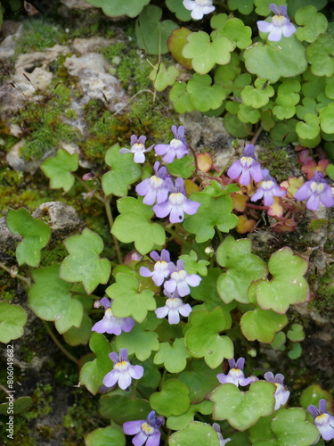 Violett blühendes Zimbelkraut Cymbalaria muralis in den Spalten der Felsen des Schlossparks Veitshöchheim Wegerichgewächse Plantaginaceae
