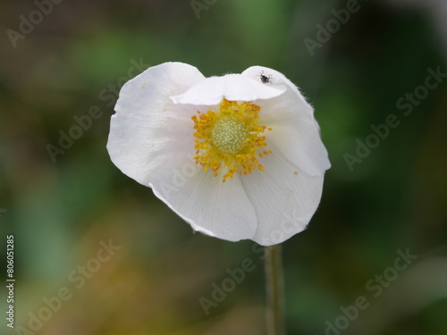 Weiß blühendes Großes Wald-Windröschen Anemone sylvestris bei Margetshöchheim im Maintal photo