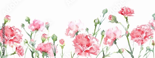pink carnations border frame on white background, watercolor style.