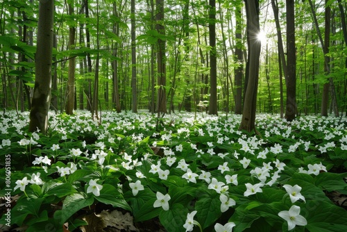 Natural Beauty: Gorgeous Blooming Trillium on Forest Floor during Spring Hike