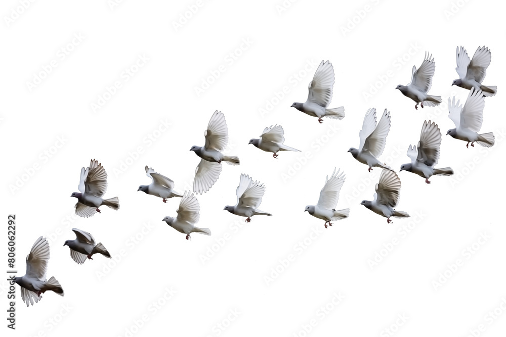 Fototapeta premium set of Flying Doves PNG group of Birds flying in the sky isolated on Transparent and white background - Peaceful Freedom Symbol Concept