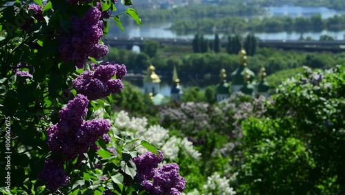 Nice sunny day panorama view of Kiev with lilac garden and monastery and river Dnipro 4k video photo