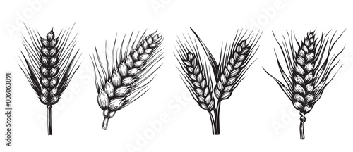 Ears of wheat set, hand drawn style.	 
